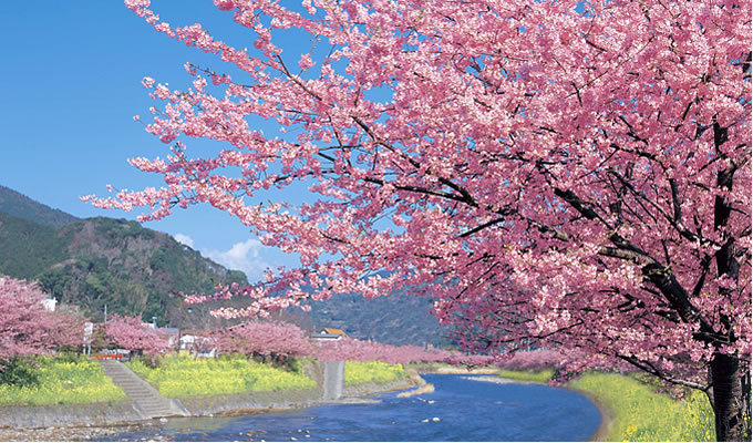 画像 春といえば桜 壁紙にしたいほど綺麗な桜の画像まとめ 高画質 Naver まとめ