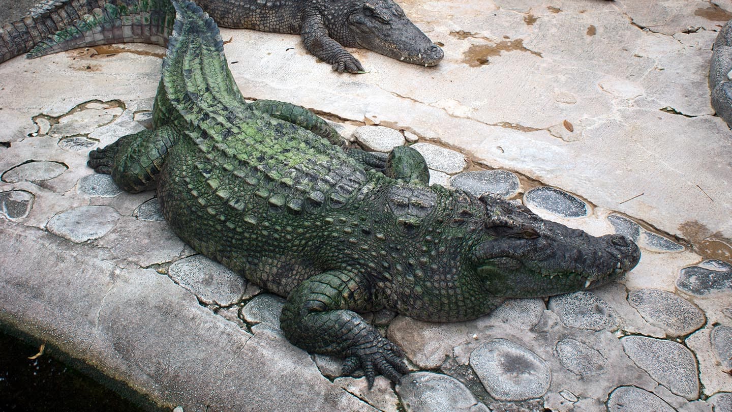 熱川バナナワニ園 | 伊豆下田温泉下田大和館 【公式ＨＰ