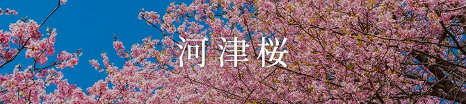 河津桜